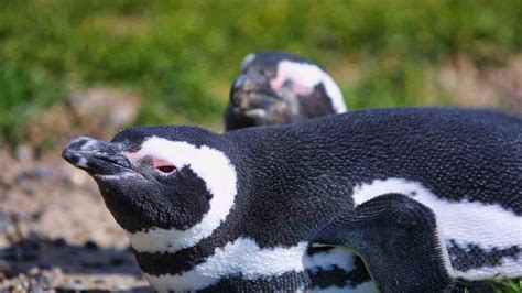 Magellanic Penguin: Spheniscus magellanicus