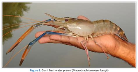 FAO: Giant river prawn home