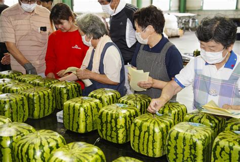 Square watermelon shipments begin in western Japan city