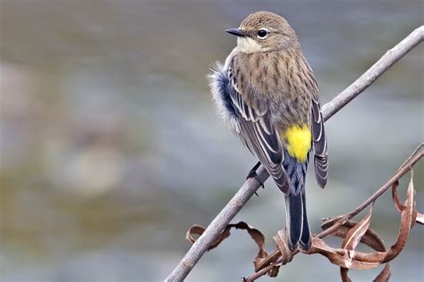 SFV Backyard Bird Identification - San Fernando Valley Audubon Society