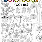 Coloring Botany Pages Library Popular Clipart Sketch Page sketch template