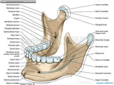 Anatomy of maxilla and mandible