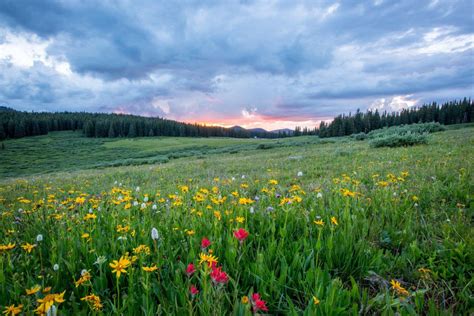 Flowers Color Forest Clouds Royalty Free Photo