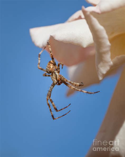 Male Garden Spider Photograph by Shaun Wilkinson - Fine Art America