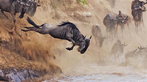 The great wildebeest migration | Wildebeest Migration safari