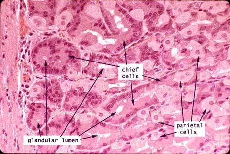 Stomach Histology Labeled Chief Cells - vrogue.co