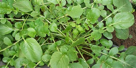 PLANTAS DE TODAS AS ESPECIES: agrião-da-terra