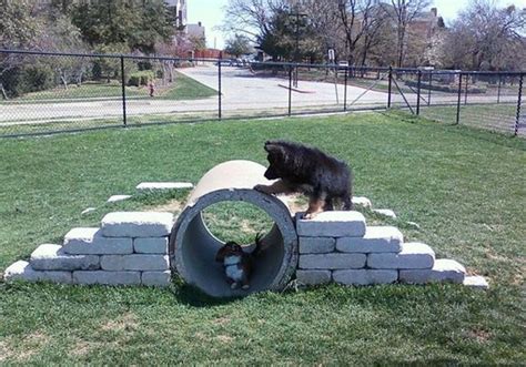 34 Simple DIY Playground Ideas For Dogs | HomeMydesign