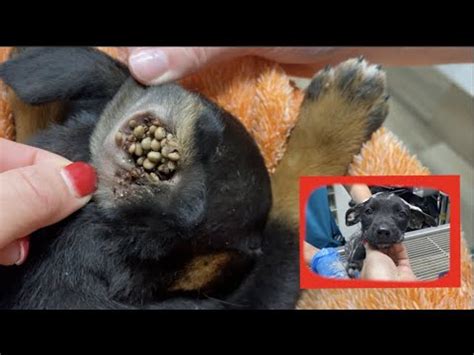 Found puppy covered in ticks! | Satisfying removal! - YouTube