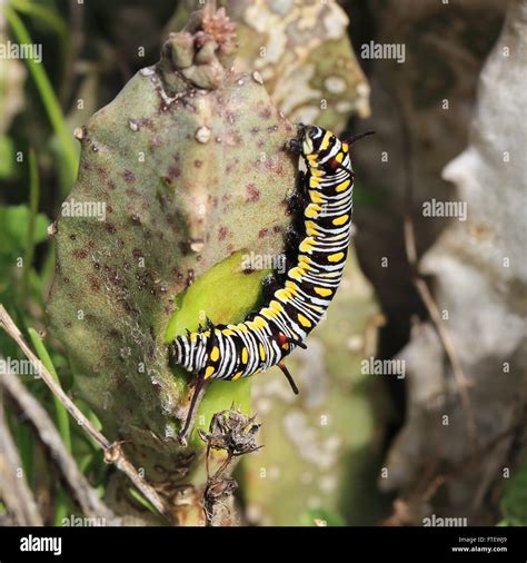 A Plain Tiger caterpillar (Danaus chrysippus) feeding on Caralluma ...