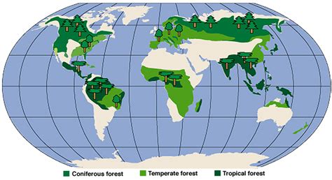 Temperate Forest - Home