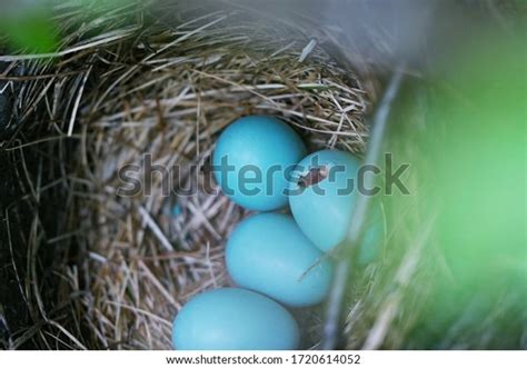 310 Bluebird Eggs Images, Stock Photos & Vectors | Shutterstock