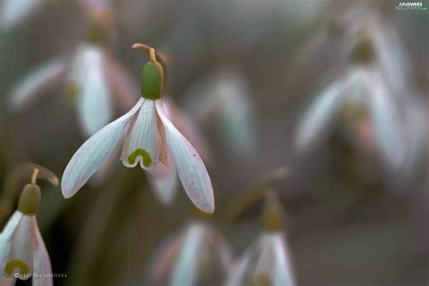 Flowers, snowdrops, White - Flowers wallpapers: 2048x1365