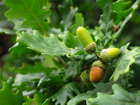 English Oak Acorns | Flickr - Photo Sharing!