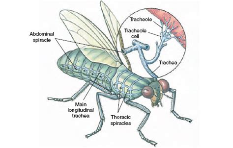 Trachea In Insects