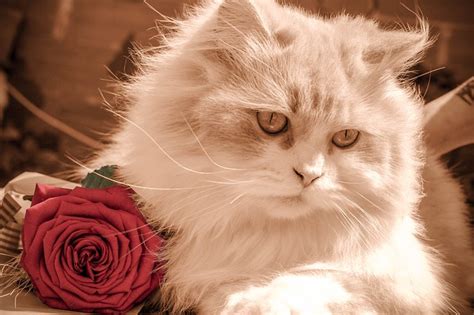 ᐉ Can Cats Eat Roses # Crazy Pet Guy - All About Cats