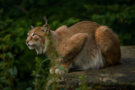 Edit free photo of Lynx,eurasischer lynx,hunter,mammals,predator ...