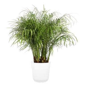 Palm - Indoor Plants - Garden Center - The Home Depot