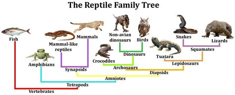 Are Birds Reptiles?