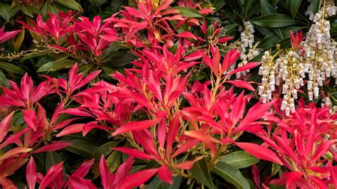 Pieris care and growing guide: expert tips on andromeda bush | Homes & Gardens