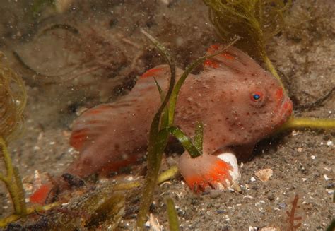 Red_223 - Handfish Conservation Project