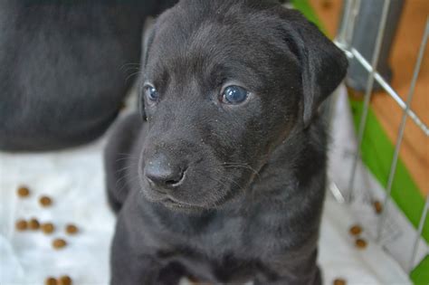 Puppies, Doberman Labrador mix babies, looking for their forever homes! - Doberman Rescue ...