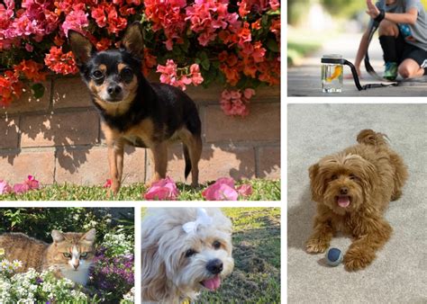 Third Annual Pet Photo Contest - The HomeTown News