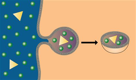 3 Types Of Bulk Transport Across The Cell Membrane - Transport Informations Lane