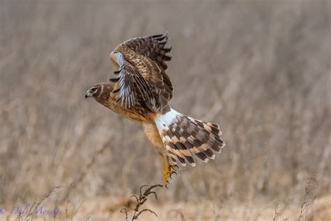 HARRIERS — North Quabbin Photography