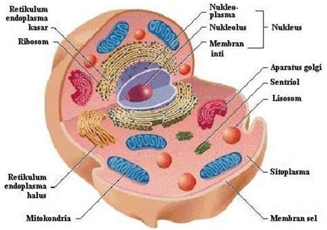 Kegiatan Sel Sebagai Unit Struktural dan Fungsional Mahluk Hidup