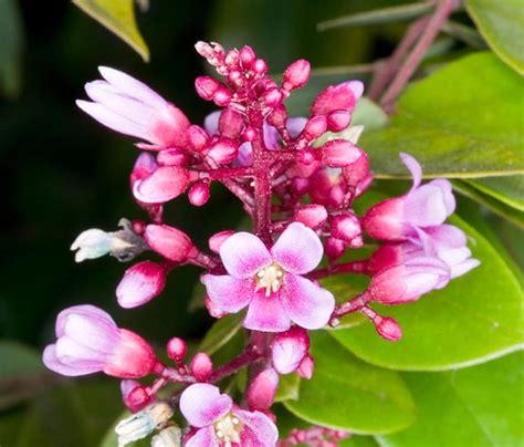 Averrhoa carambola - Monaco Nature Encyclopedia