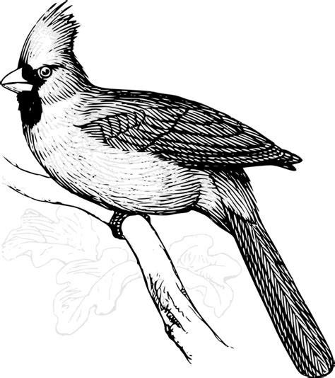 Cardinal bird line art - Openclipart