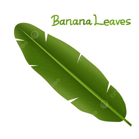 Banana Leave PNG Picture, Illustration Of Banana Leaves That Are Still Complete, Tropical Leaves ...