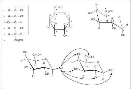 The Sugar Code Basic Principles - Macroevolution - Fossil Hunters