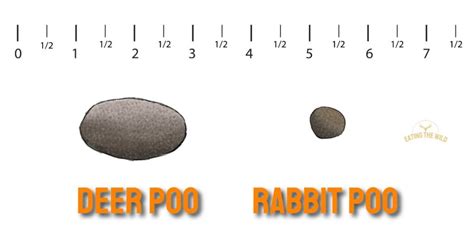 Rabbit vs Deer Poop: Spot the Difference - eatingthewild.com