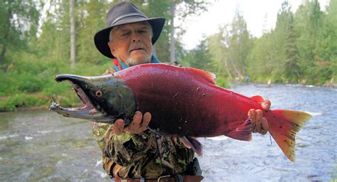 Sockeye Salmon Fishing: Techniques, Bait and Gear - TRIZILY.COM