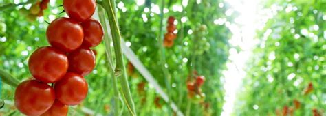 Greenhouse Tomato Output Expected to Exceed 333K Tons | Financial Tribune