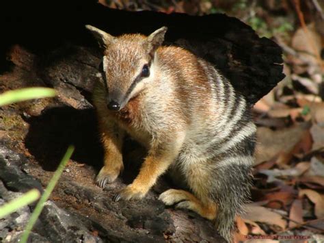 Pin on Animaux d'Australie