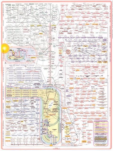 metabolic map | Biochemistry, Teaching science, Molecular biology