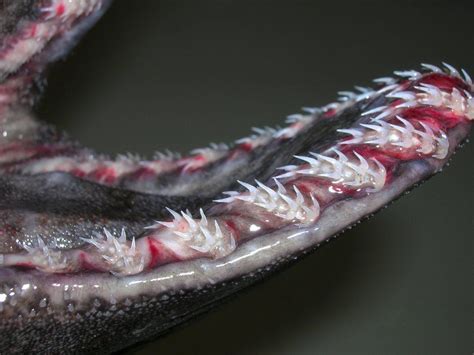 Frilled shark teeth https://twitter.com/rfedortsov/media | Frilled shark, Badass pictures ...