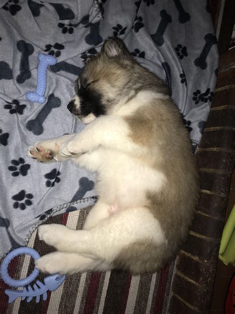 My 7 week old Akita peacefully sleeping... for now 😊 Boss is settling ...