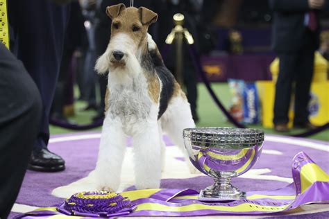 How Much the 2019 Westminster Dog Show Winner Gets Paid | Money