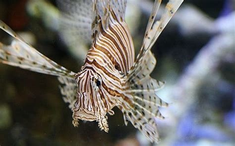 Poisonous lionfish may invade Mediterranean Sea | The Times of Israel