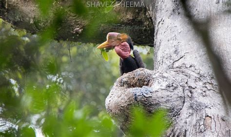 Helmeted Hornbill Community project — 1StopBorneo Wildlife