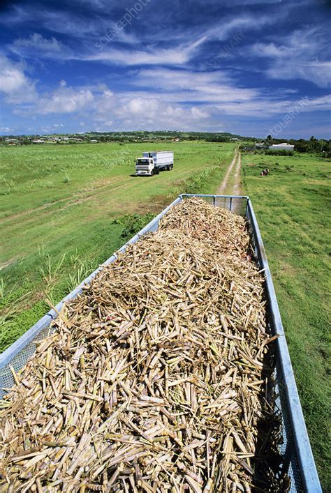 Harvesting sugar cane - Stock Image - E768/0284 - Science Photo Library