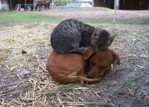 Cat sleeping on dog - Teh Cute