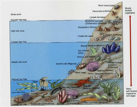 marine life classification chart | Ocean zones, Marine biology, Marine ...