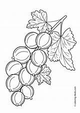 Gooseberry fruits And Berries coloring Pages For Kids Printable Free  sketch template