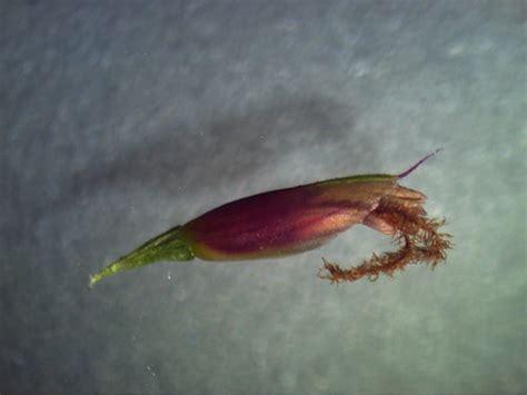 Zoysia macrantha spikelet | Spikelets purplish-brown, shiny,… | Flickr