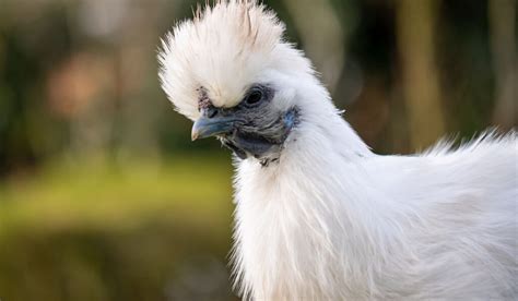 Silkie Chicken Breed Profile - Farmhouse Guide